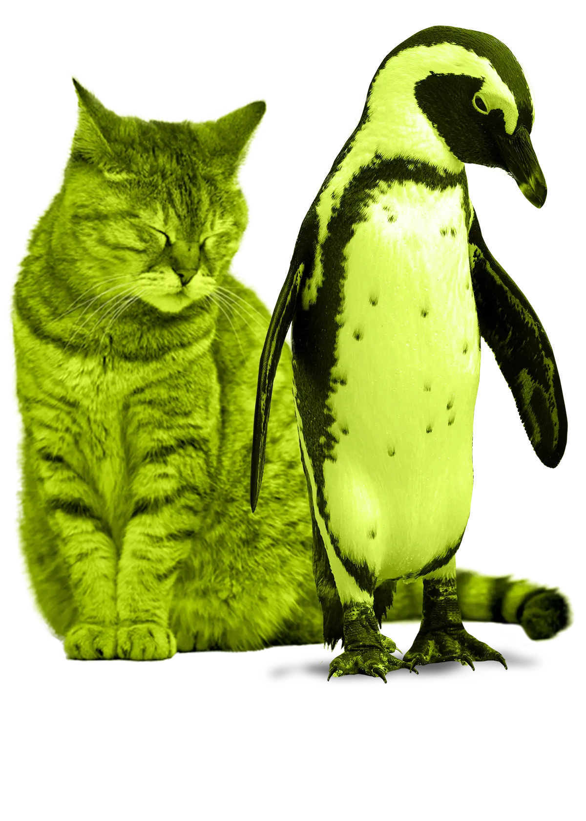 cat and penguin images