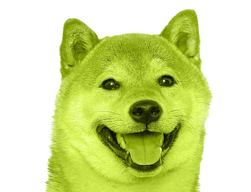 A cute headshot of a Shiba Inu dog breed