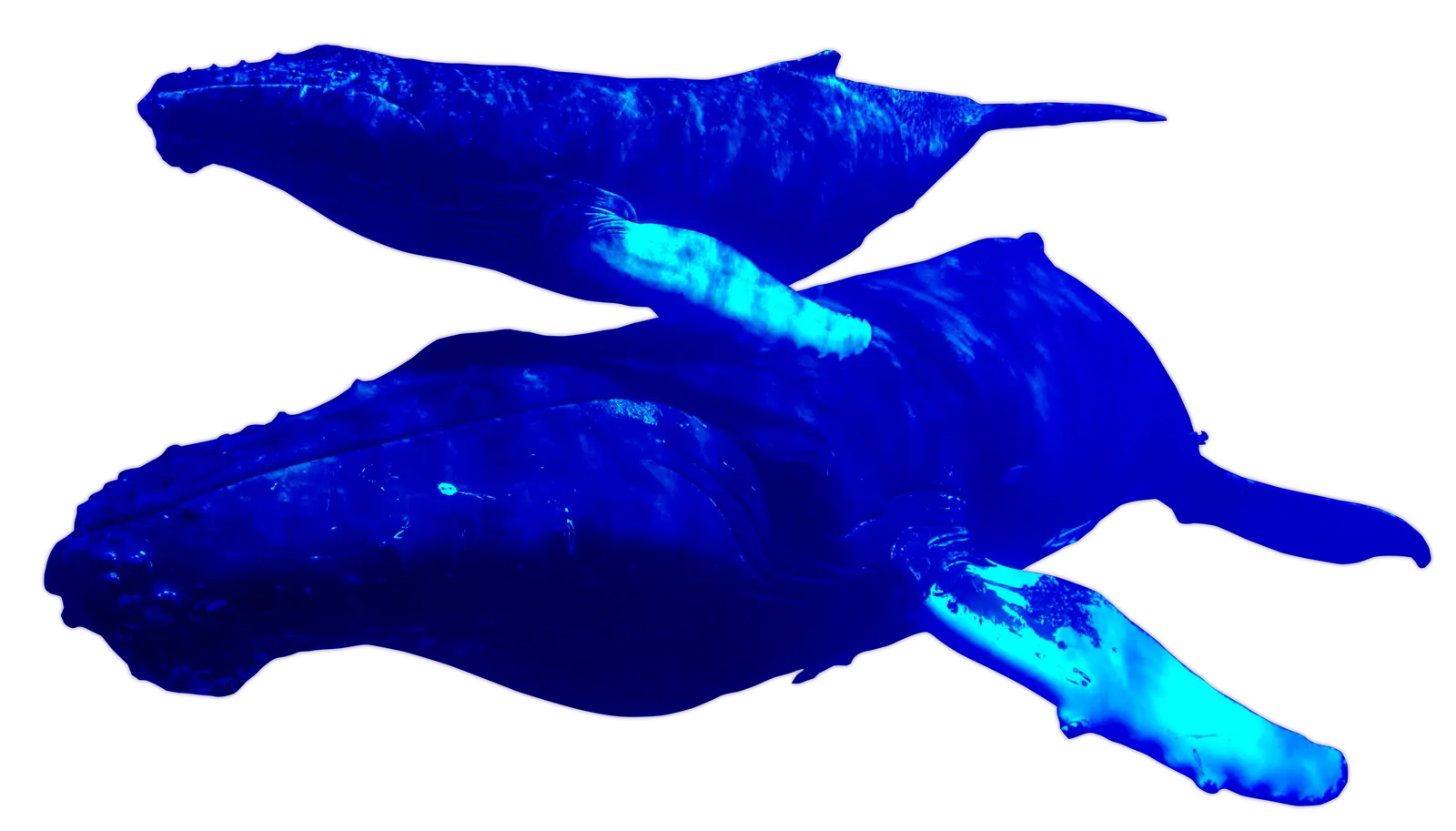 Whales swimming